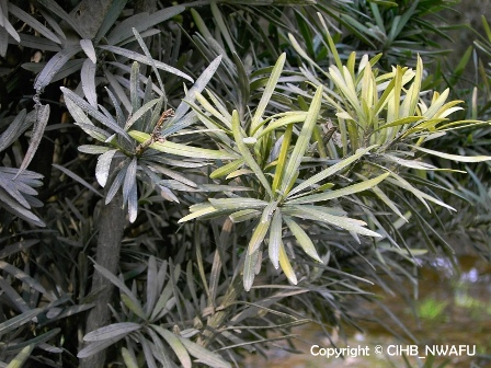 小叶罗汉松 小叶竹柏松,短叶罗汉松(Podocarp