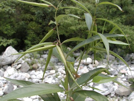 杠柳 北五加皮,山五加皮(Periploca sepium)