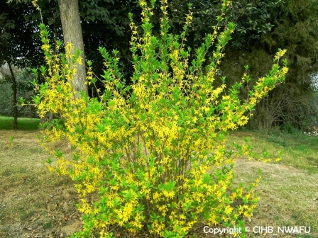 金钟花 单叶连翘(Forsythia viridissima) (3)