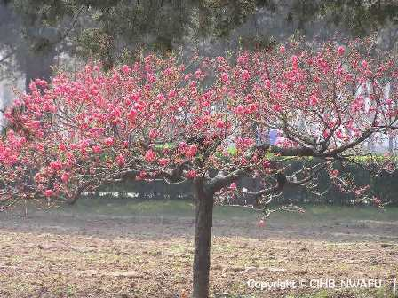 碧桃(Prunus perisica f. albo-plena) (6)