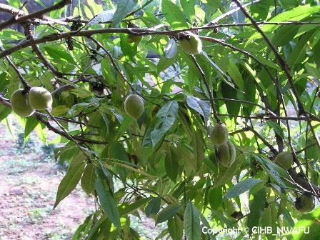 碧桃(Prunus perisica f. albo-plena)