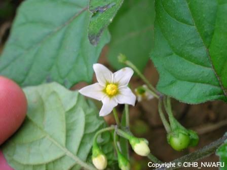 龙葵 野茄子,野辣子(Solanum nigrum) (2)