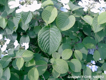 蝴蝶荚蒾 蝴蝶戏珠花,绣球(Viburnum Plicatum form.tomentosum) (2)--科技--人民网