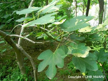 无花果(Ficus carica) (5)
