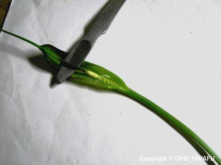 半夏+三步跳,麻芋子(Pinellia+ternata)