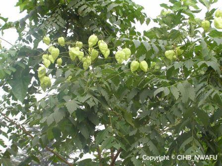 栾 栾树,黑色叶树(Koelreuteria paniculata) (6)