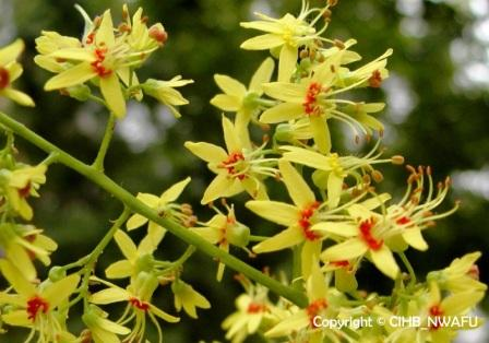 栾 栾树,黑色叶树(Koelreuteria paniculata) (3)