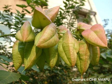 栾 栾树,黑色叶树(Koelreuteria paniculata) (2)