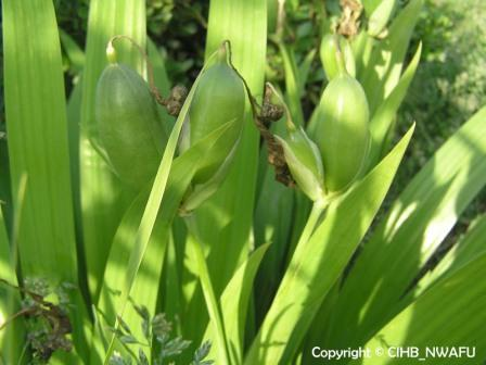 鸢尾 蝴蝶花(Iris tectorum) (2)