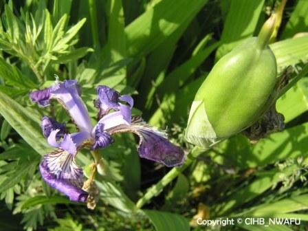 鸢尾 蝴蝶花(Iris tectorum)