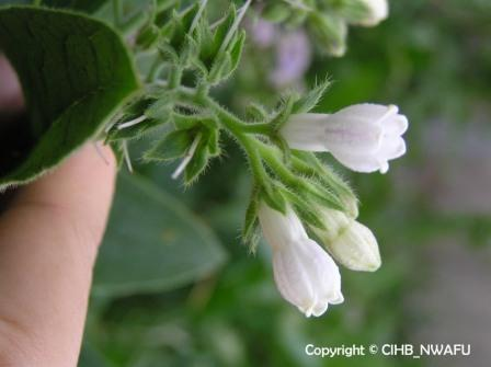 聚合草  聚合草(Sympnytum officinale) (3)--科技--人民网