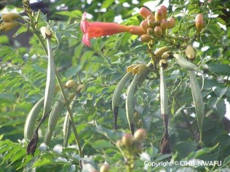 凌霄 凌霄花(Campsis grandiflora) (4)