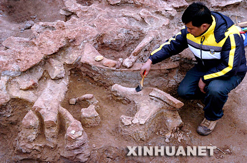 河南汝阳发现背椎颈椎保存较好呼恐龙化石--科