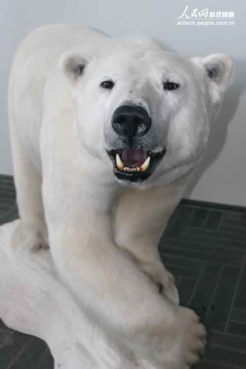 图:参观挪威极地研究所·北极熊标本