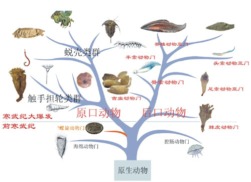 贵州发现世界最早的八辐射动物实体化石