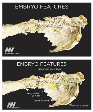 澳发布近4亿年前鱼生仔<em>化石照片</em>--科技--人民