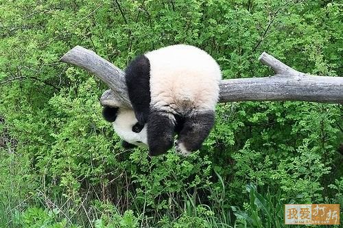 网友:超可爱的熊猫宝宝,爆笑!