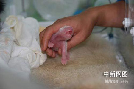 大熊猫龙欣产下双胞胎 赠台大熊猫喜添外甥--科