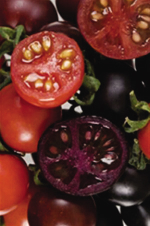 转基因紫番茄可抗癌