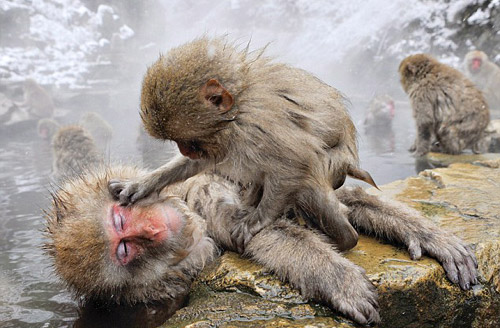 日本雪猴泡温泉 享受按摩如痴如醉 (3)