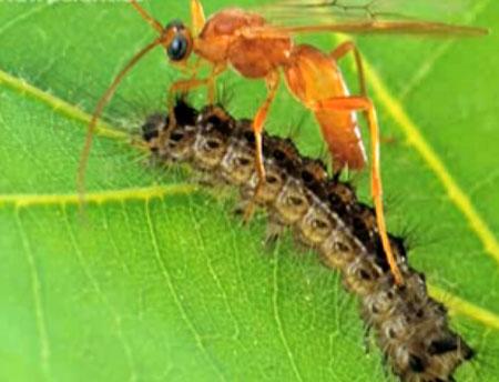 组图:全球十大奇异动物 僵尸毛虫最恐怖