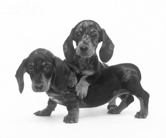 短腿腊肠犬其实患矮化病?基因突变催生