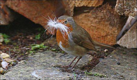 英国一只知更鸟用男子白头发做鸟窝