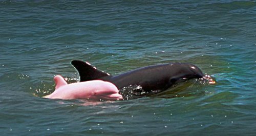 组图:罕见红眼睛粉色海豚现美国 顽皮水中嬉戏