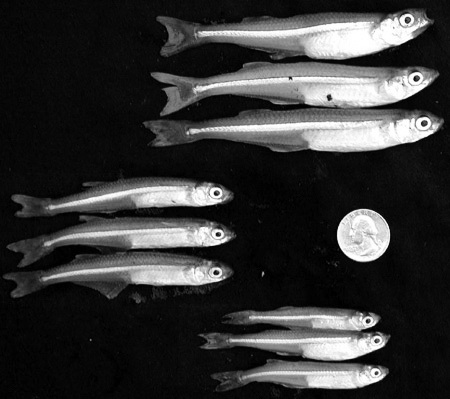 人类大量捕捞大鱼+鱼类平均尺寸下降