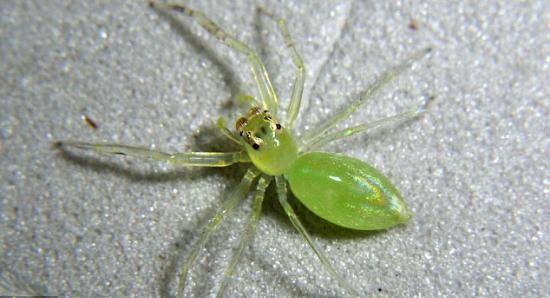 罕见的绿色跳蜘蛛