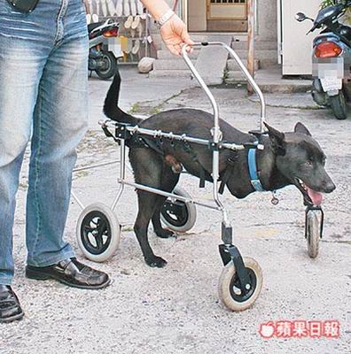 台流浪犬截肢成袋鼠 装轮椅兴奋不已