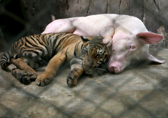 泰国动物园老虎和猪互相哺乳亲如家人(组图)
