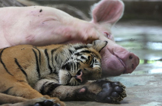 老虎/4月9日据英国媒体报道，老虎和猪共享一笼的情景并不常见，但是...