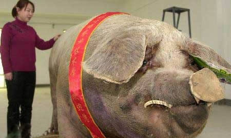 盘点世界9个最大动物 中国900公斤猪破纪录 (4)