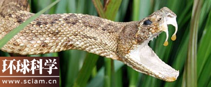 环球科学:我们为什么会对蛇产生恐惧