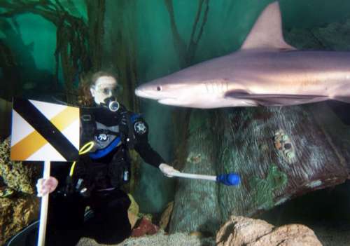 英水族馆利用条件反射原理将鲨鱼驯成宠物