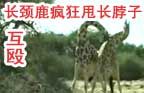 世界怪屋多有生殖崇拜
