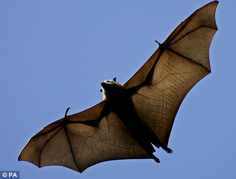 世界上最大的蝙蝠或将在6年内完全灭绝(图)--科