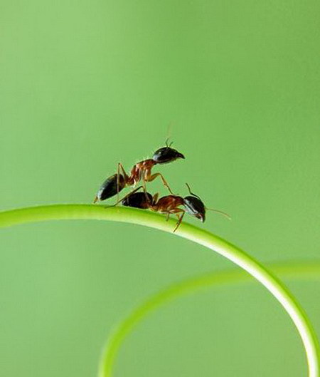 å®žæ‹å„ç§é‡Žç”ŸåŠ¨ç‰©äº¤é…å…¨è¿‡ç¨‹(ç»„å›¾) (13)