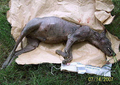 美国发现疑似吸血怪兽尸体 动物学家DNA鉴