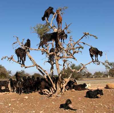 世界七大自然奇景:摩洛哥山羊会爬树(组图)