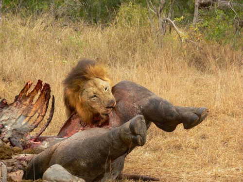 原上演血性杀戮 成年犀牛惨遭狮群开膛破肚(图