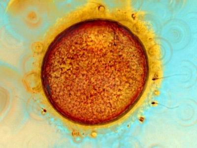 2009年度最佳医学摄影:显微镜下的<em>人工</em>受精--