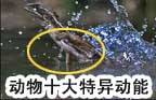 <em>男式内裤</em>:曾经的防护罩和贞操带--科技--人民