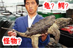 是龟是鳄?日渔民发现怪物