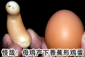 组图：安徽一母鸡产下香蕉形怪蛋