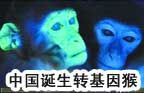 我国诞生转基因猴!