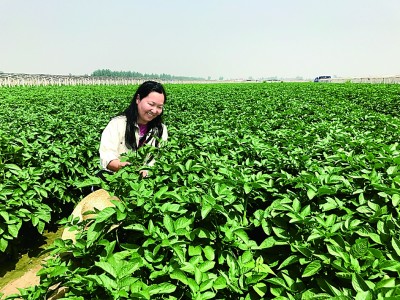 金黎平：让“土蛋蛋”成为“金蛋蛋”